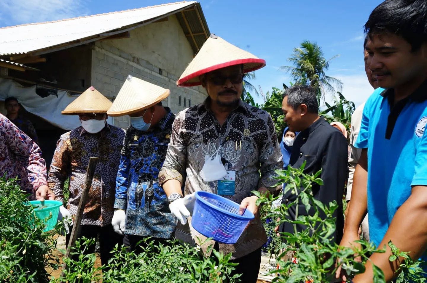 Panen Cabai Perdana di Kabupaten Pesawaran, Mentan Apresiasi Petani Milenial Kelompok Tunas Tani di Desa Margorejo