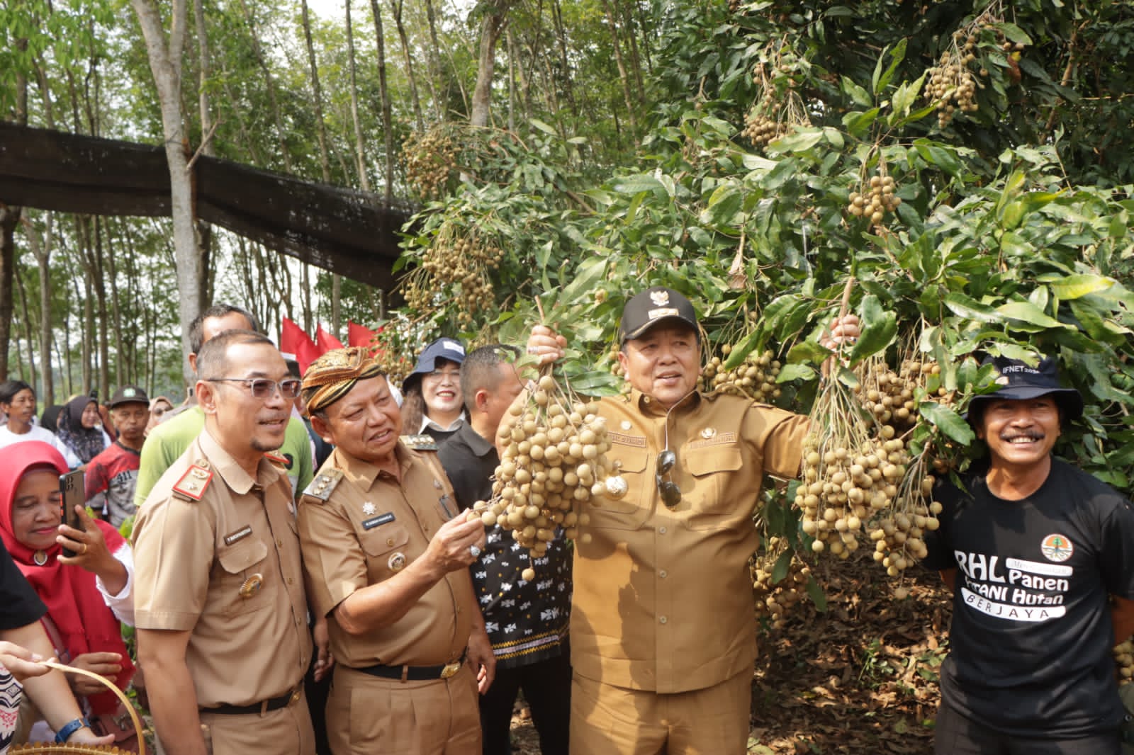 Kunjungan Kerja ke Kabupaten Lampung Timur, Gubernur Arinal Panen Kelengkeng Itoh, Temui Petani dan Peternak serta Serahkan Sejumlah Bantuan