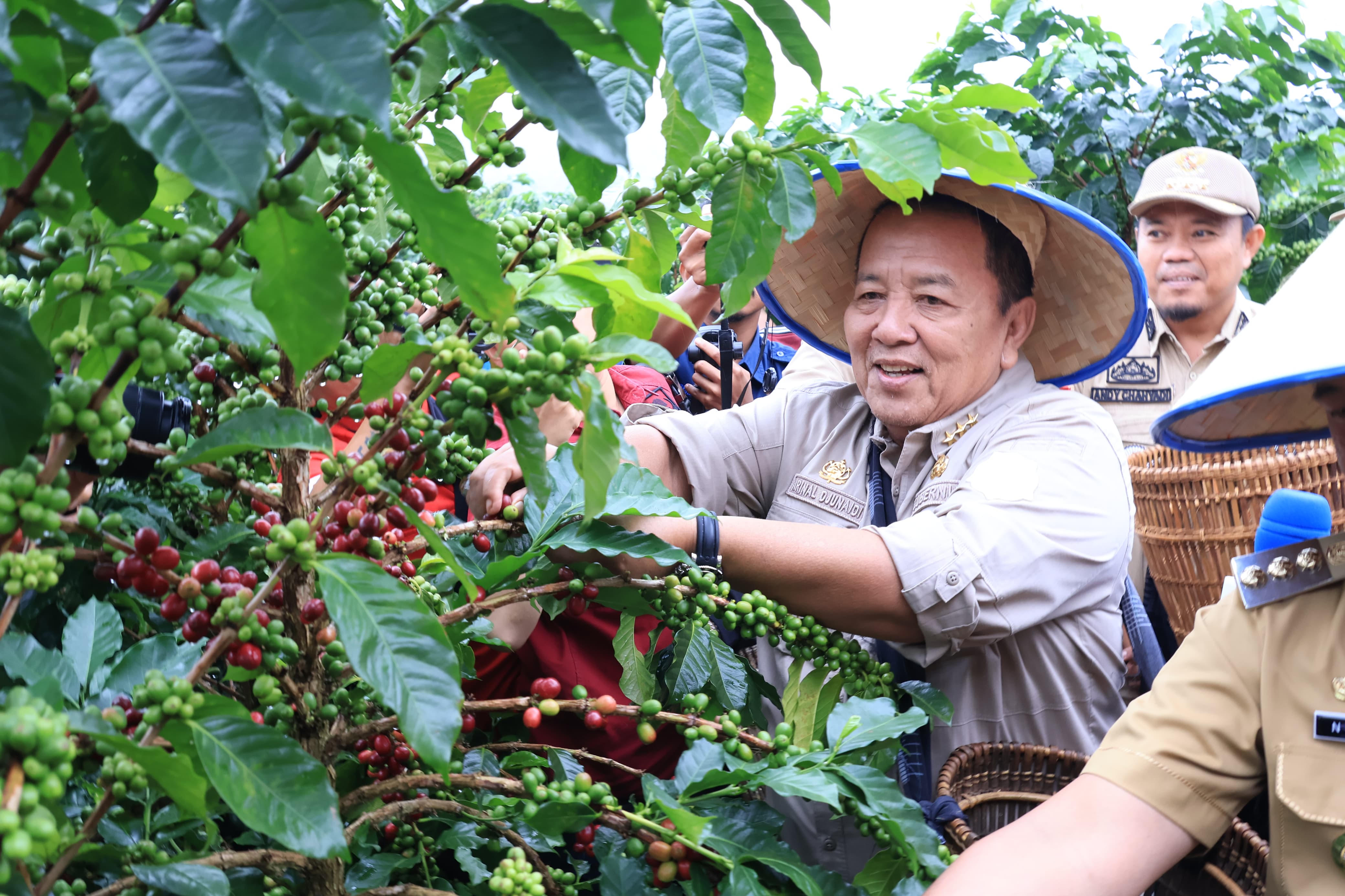 Panen Kopi Arabika Sekincau. Gubernur Lampung: Sistem Pagar Dongkrak Produktivitas dan Kesejahteraan Petani